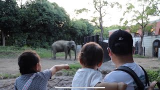 NIGHT ZOO | Summer activity | Must do with kids