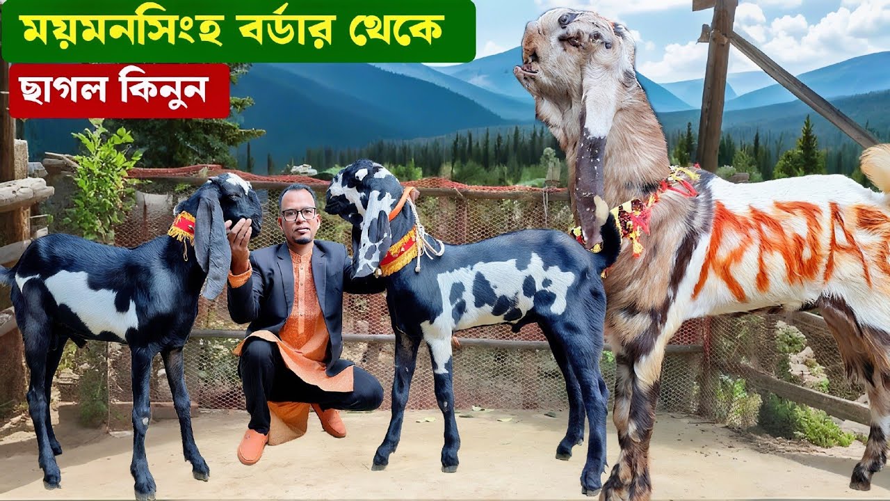 ময়মনসিংহ বর্ডার এলাকা থেকে তোতাপুরি ও বিটল ছাগল কিনুন Totapuri and Beetal Goat।Goat Farming 