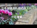 【ガーデニング】立冬を過ぎた庭の手入れ②〜花壇編〜