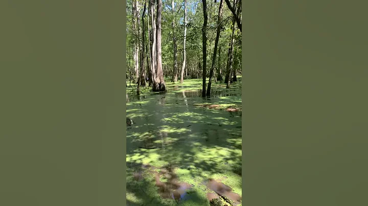 Polaris Sportsman 1000 XP mudding