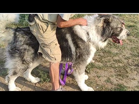 ქართული ნაგაზების ძაღლსაშენი ქარელში / დართვა ბუტა X ბასა ქართული გრძელ ბეწვიანი ( კავკასიური )