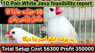 10 Pair White Java Finch Feasibility Report 2023 | Profitable bird business |Java Lagao Munafa Kamao Profile