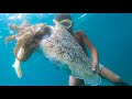 Spearfishing - Giant Cuttlefish