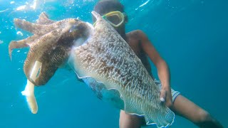 Spearfishing - Giant Cuttlefish