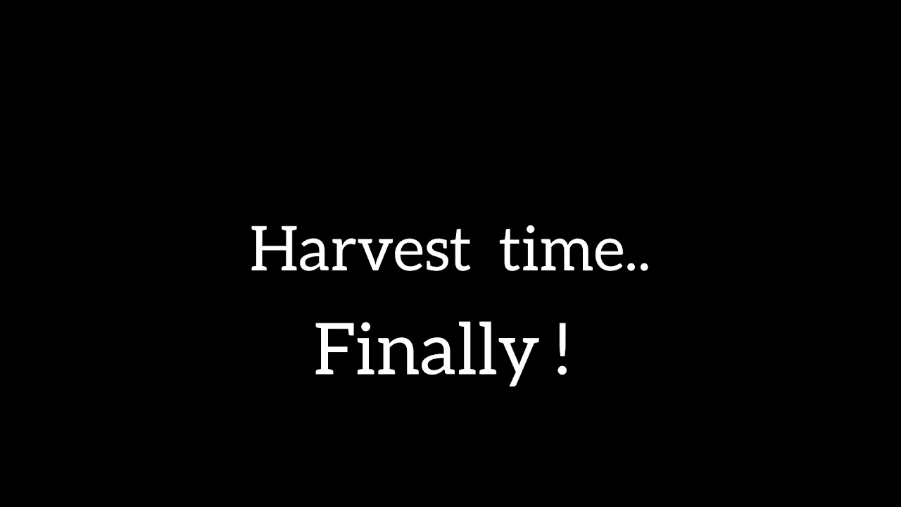 Bud Rot.  Noooo ! Sapphire Scout and Amherst Sour Diesel