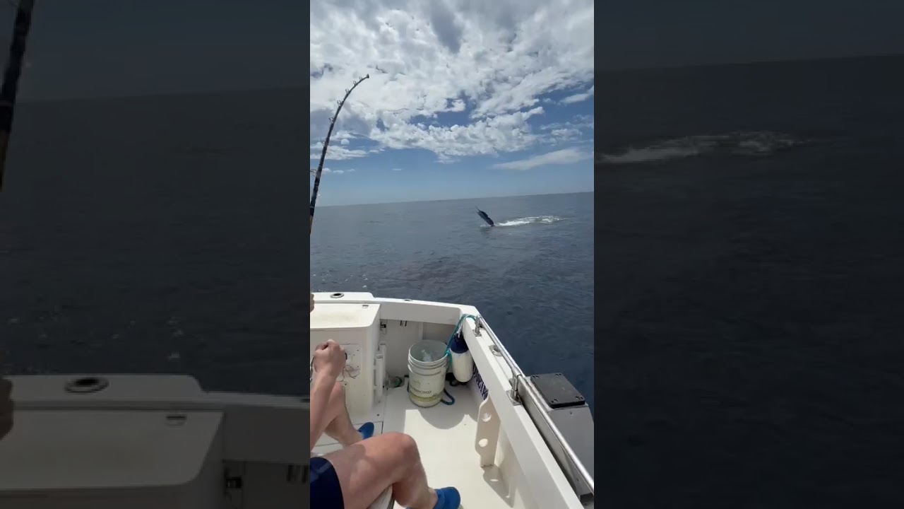 Daliken Sportfishing fishing charter video from Los Cabos
