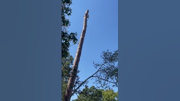 Large leaning over pine tree removal