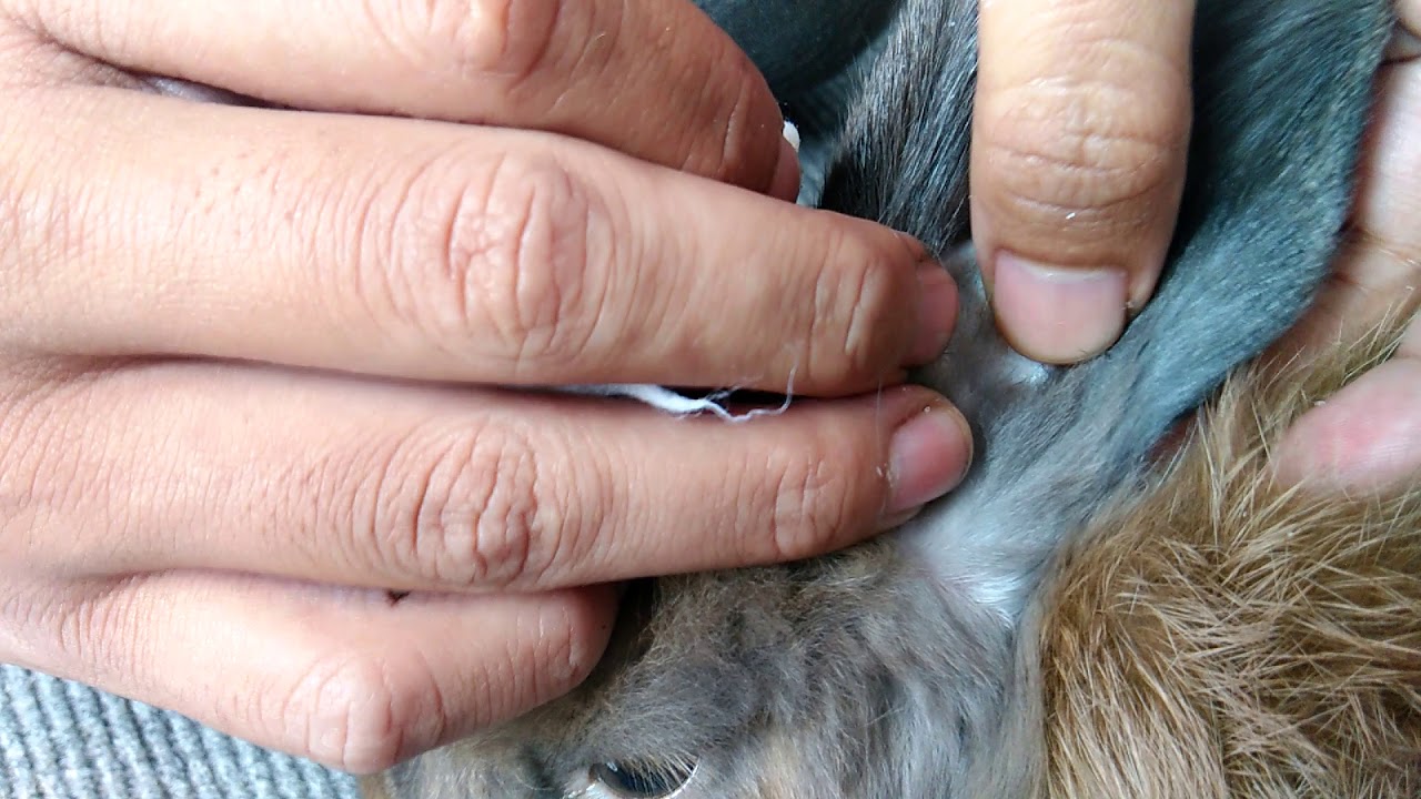 Cara mengobati scabies tanpa di suntik