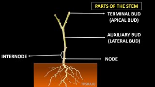 6th science/ 2nd lesson / part - 5 STEM PARTS and FUNCTIONS