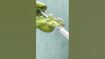 Rắn lục đuôi đỏ mà lạ lắm #shortvideo #snake #thưgiãn #animals