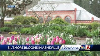 Tulips and flowers on display at Biltmore Blooms