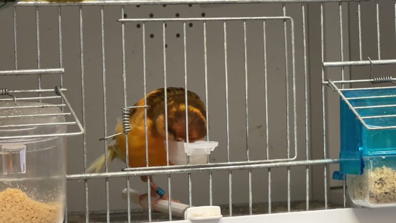 Somministrazione Exzolt