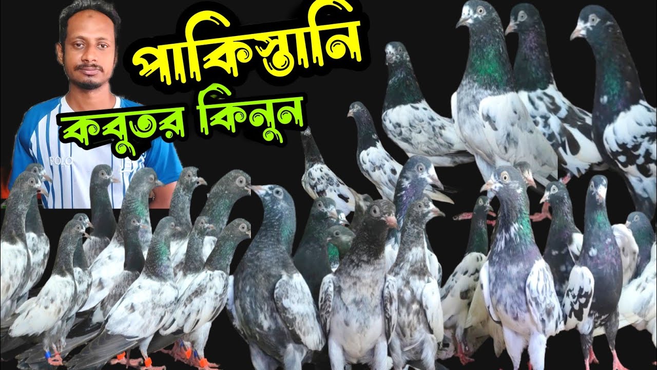 পাকিস্তানি টেডি কামারগার গোল্ডেন শাহরানপুরী গলায়লাল কবুতর কিনুন | বাকবাকুম পায়রা | Pakistani pigeon