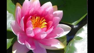 Despacito - Alvin and the chipmunks - ringtone