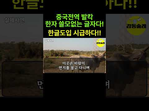 '중국인 문맹 탈출 위해 한자 버리고 한글 쓴다고? '중국 한자 버리고 한글 선택하려는 충격적인 이유