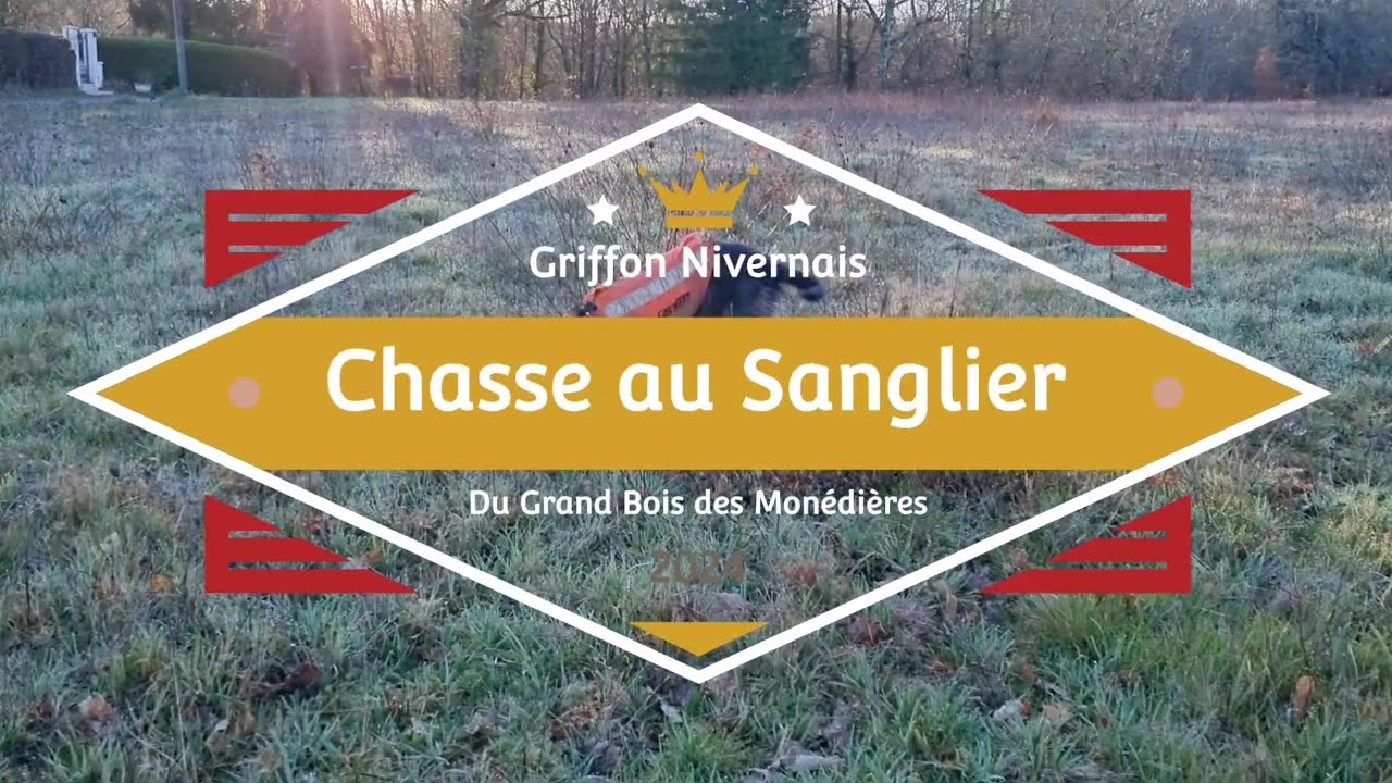 Immersion Traque - Battue Sanglier - Au plus près des chiens !