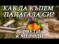 Как да къпем папагала си? Методи и съвети