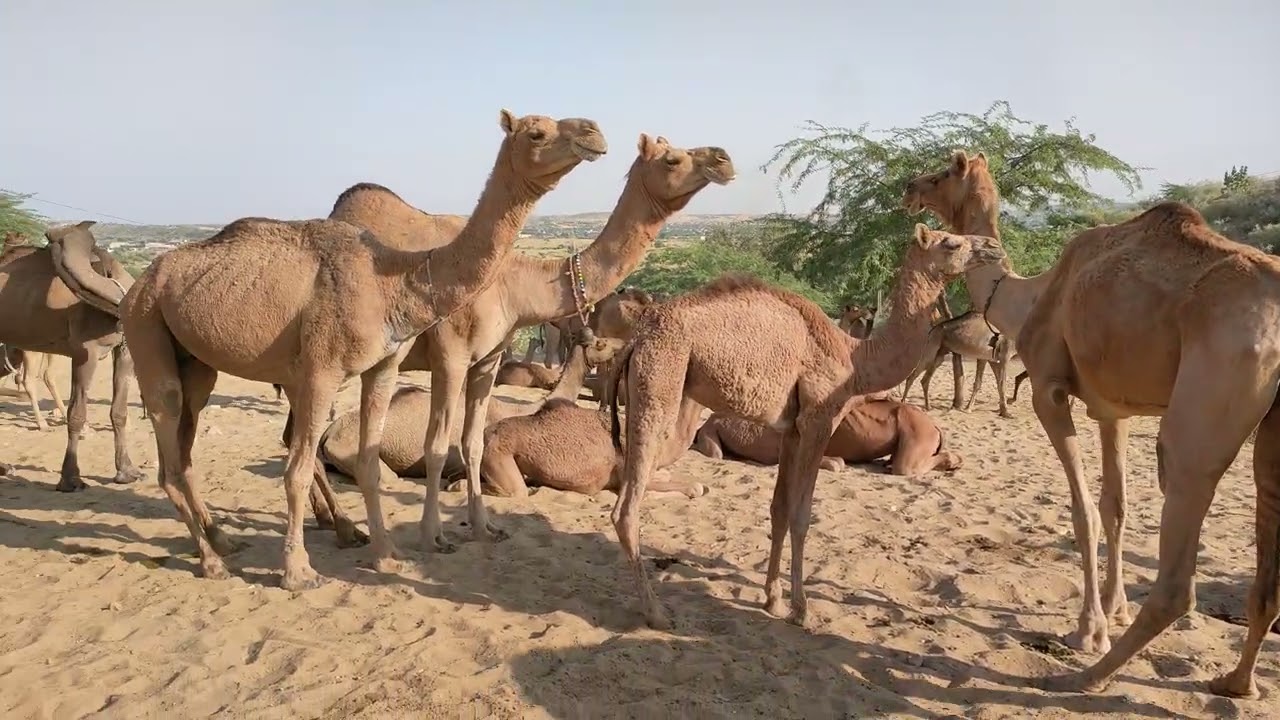 Camels waiting for water