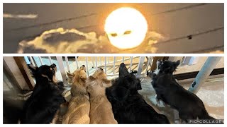 230930 中秋の宇宙人と並んだ5匹 Full moon eirian & 5 dogs line