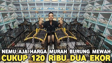 MURAI JTN TROTOL DR 500 RIBU OPYOR GACORAN DUA EKOR 120 RIBU CUMA DI KIOS LANGGENG JAYA PB PRAMUKA
