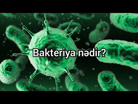 Video: Bakteriyaların elmi adı nədir?