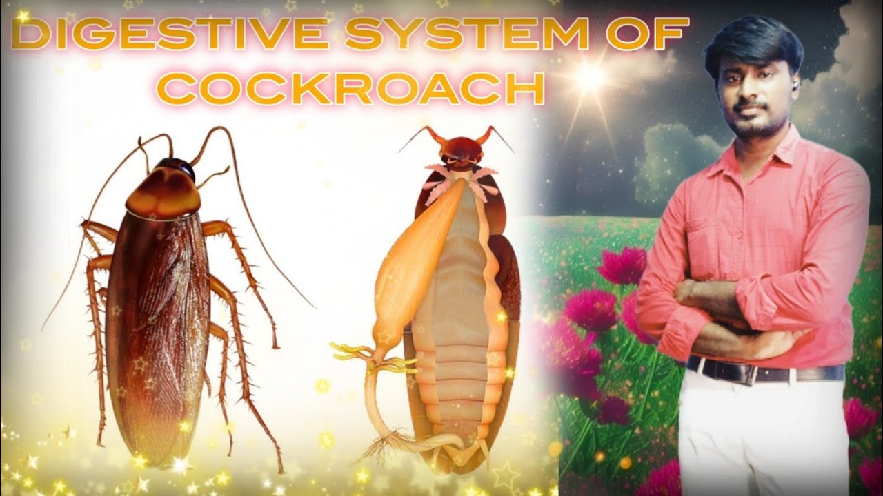 Digestive system of cockroach
