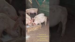 StartPigFarmingTV #shorts #fyp #viral #goviral #trending #viralvideo #pigs #swine #pork News