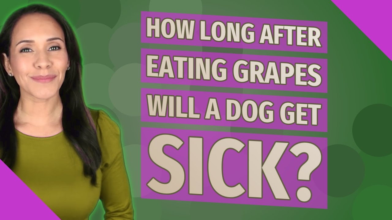 how long after eating grapes will a dog get sick