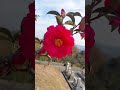 ツバキの花