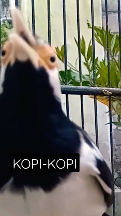 [asmr] Jalak Suren Gacor Bilang Kopi, hahahaha...  Masak Sih Bilang Kopi? #jalaksurengacor #asmr