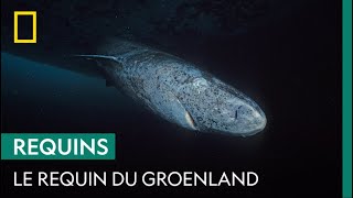 Où Vit Vraiment Le Requin Du Groenland ?