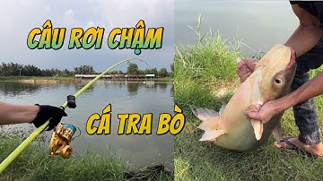 Câu rơi chậm cá tra bò siêu khỏe #chungnguyenfishing