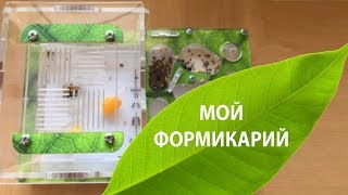 Моя муравьиная ферма (формикарий) (Messor Structor)