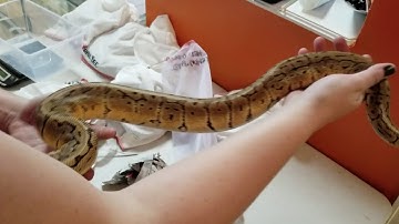 Ball Python - Unboxing!