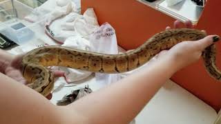 Ball Python - Unboxing!