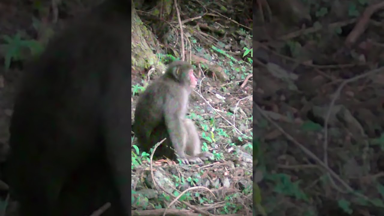 Wild Community: Japan's Nature and Monkeys 