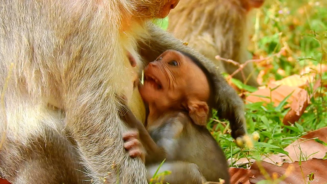 Jade denied milk little Jinx crying loudly