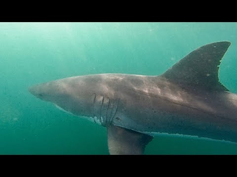 GREAT WHITE SHARK CIRCLES MY KAYAK! Underwater footage