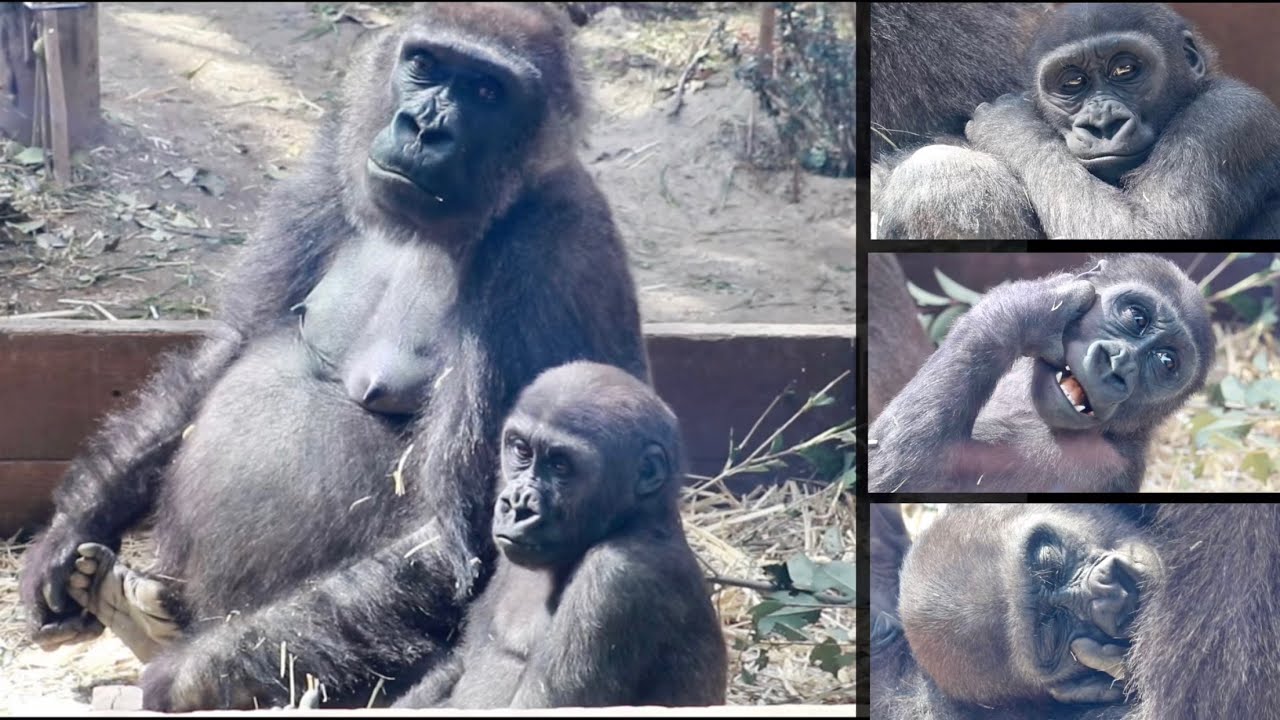 人工哺育を回避し 母親の手で愛情込められ育つ甘えん坊のキンタロウ ゴリラ Gorilla 京都市動物園 Happiness That Can Be Raised By Mother S Hand Youtube