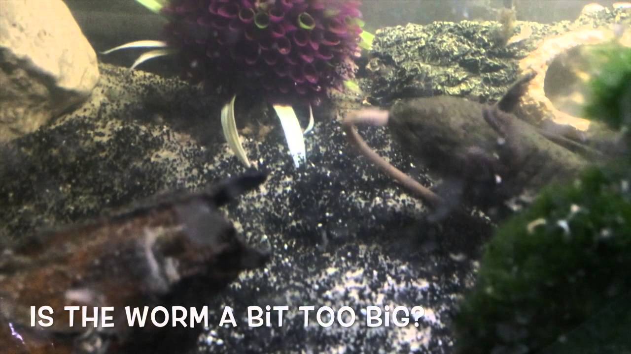 herping gear Axolotl Eating Earthworms