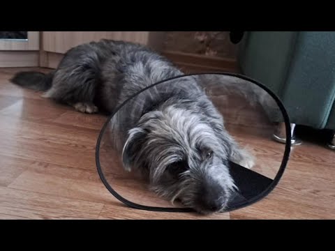 Брошенный пёс чуть не погиб...история с хорошим концом.