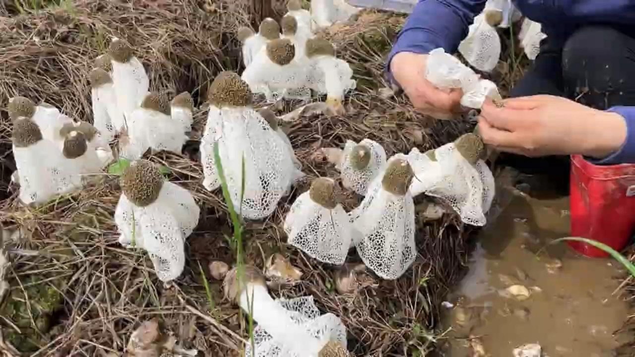 Immersive bamboo fungus harvesting experience#farming #satisfying #pickup#naturevibes #amsr