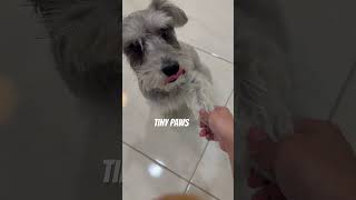 Miniature schnauzer paw trick