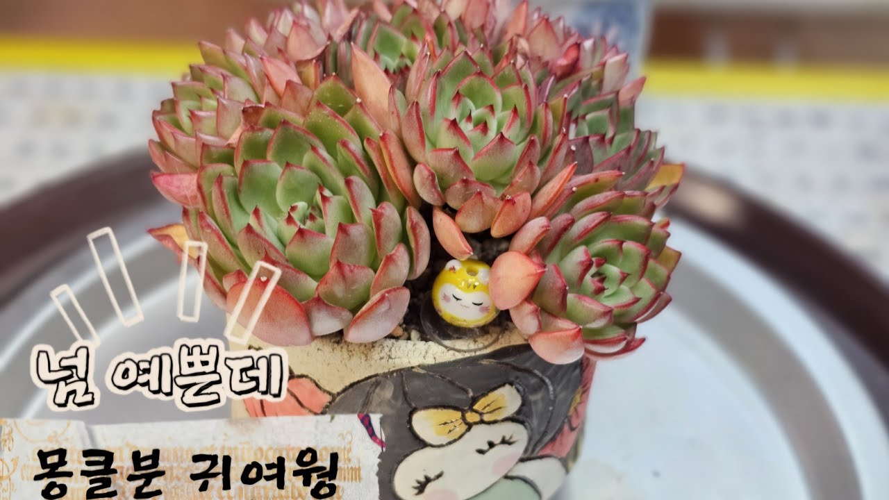 색감무엇 레드걸😍  #다육이 #Korean succulents #plants #たにくしょくぶつ