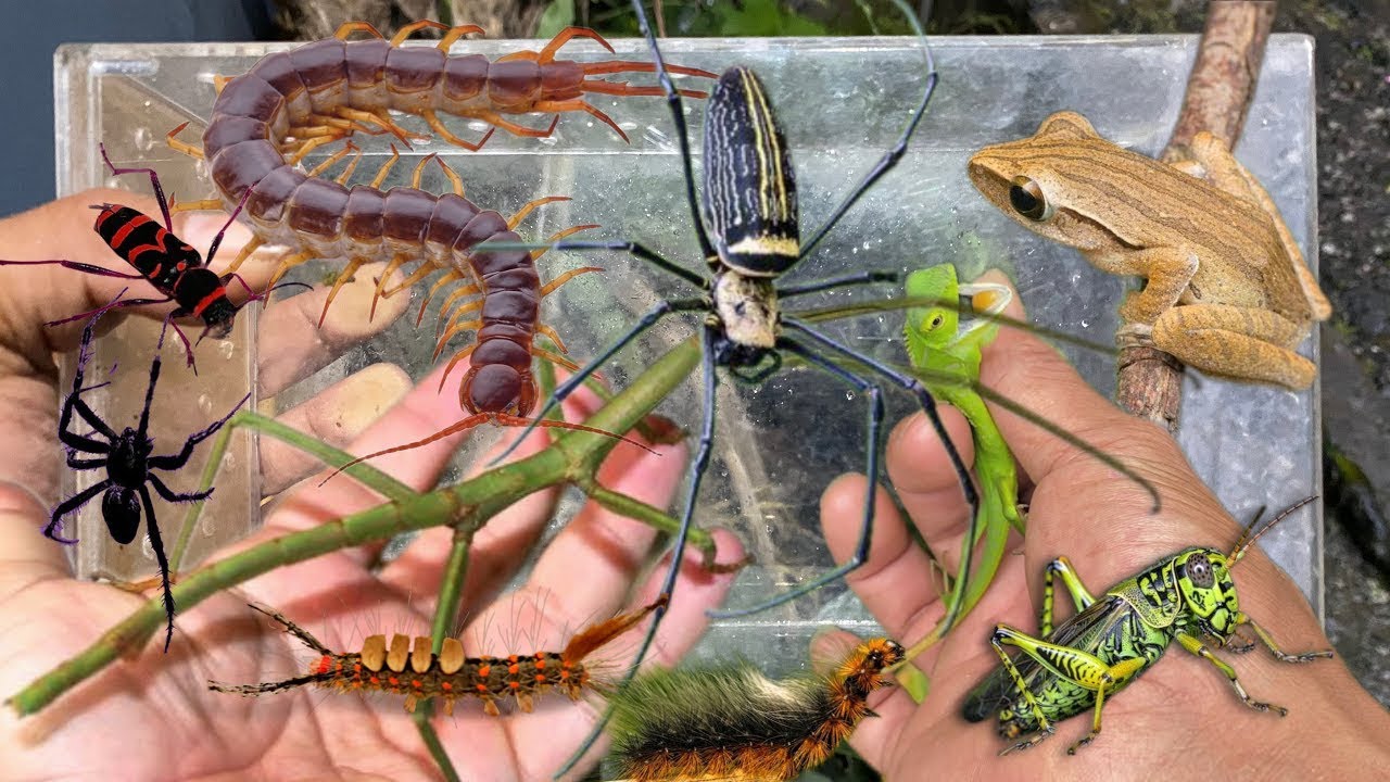 Catching insects in the garden got lizard Millipede ladybug Crab Beetle frog stinkbug