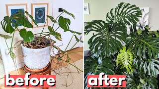This is a better way to propagate your Monstera by Kill This Plant 53,861 views 4 months ago 4 minutes, 14 seconds