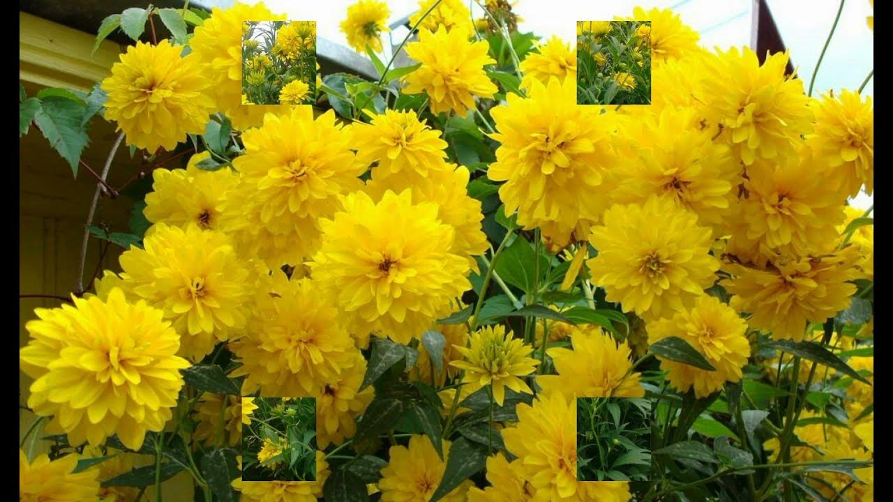 РУДБЕКИЯ - ЗОЛОТОЙ ШАР Дачный сад и огород (с изображениями) Растения, Сад, Выра