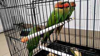 Betet Enggano Liaran Cocok Buat Breading, Free Fly