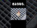 なにかいる・・・【えびの天使ちゃん研究レポート】 #shorts