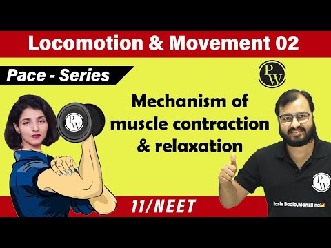 Locomotion and Movement 02 | Mechanism of Muscle contraction & Relaxation | Class 11 | NEET
